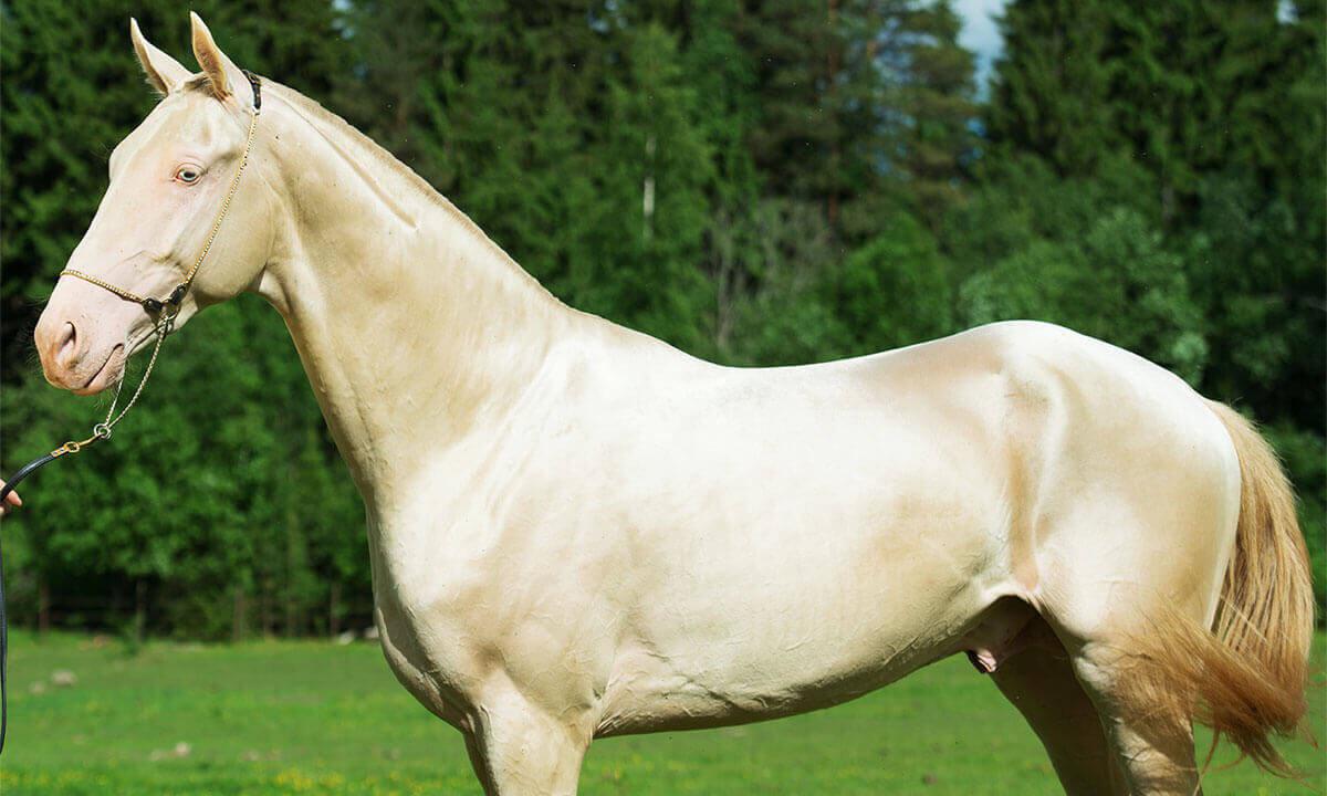 découvrez l'akhal teke, un cheval unique reconnu pour sa beauté rare, son endurance exceptionnelle et son pelage lumineux. apprenez tout sur cette race fascinante et son histoire.