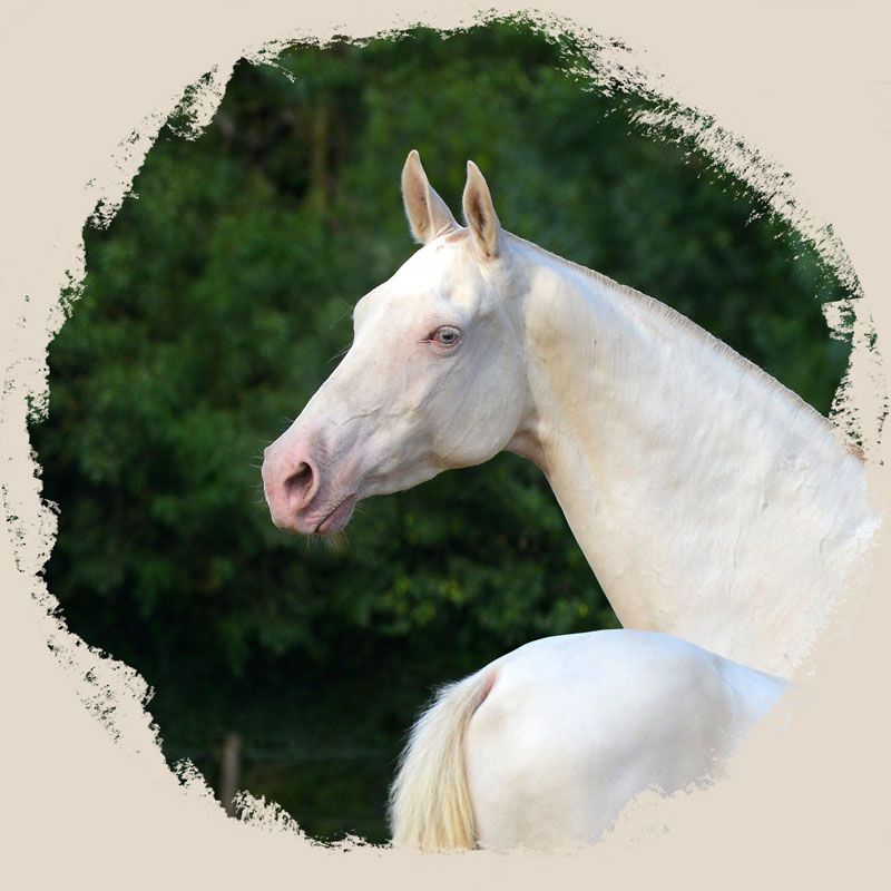 découvrez le cheval akhal-teke, une race exceptionnelle réputée pour sa beauté éclatante, son élégance et son endurance légendaire. apprenez tout sur ce cheval unique au patrimoine historique fascinant.