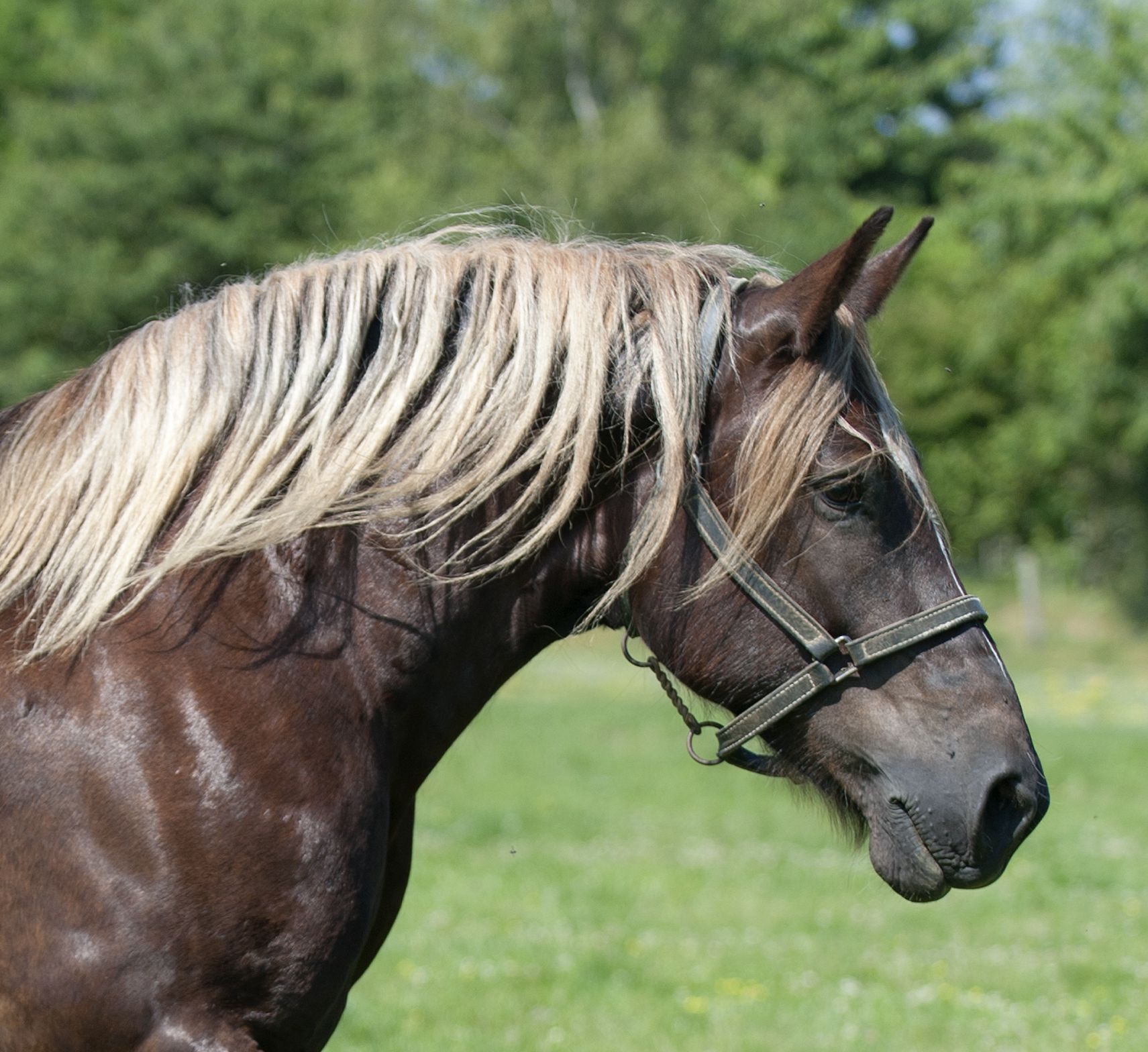 découvrez tout sur le cheval de trait : son histoire, ses caractéristiques, ses races emblématiques et son rôle dans l’agriculture et l’attelage. idéal pour passionnés d’équitation et curieux.