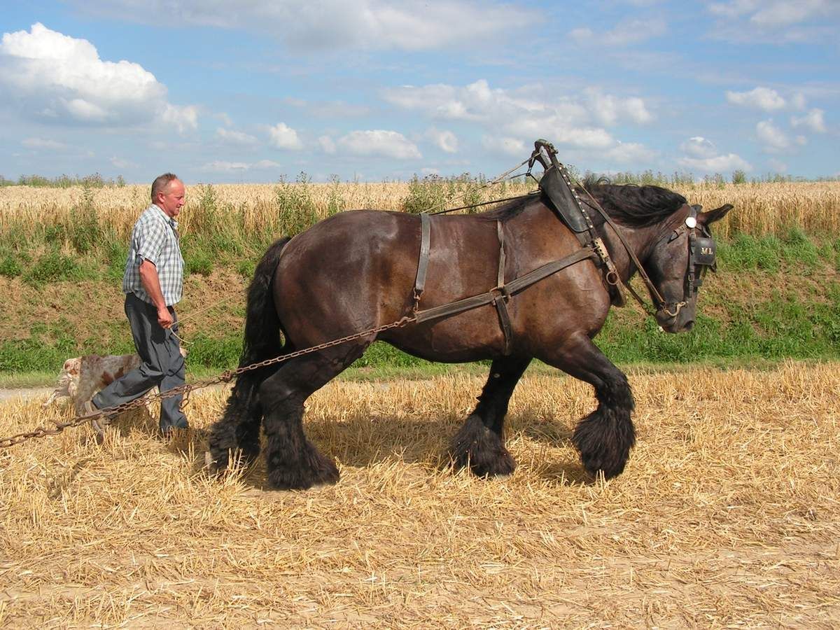 découvrez tout sur le cheval de trait : caractéristiques, races populaires, rôle dans l’agriculture et l’histoire. conseils d’élevage et d’entretien pour ces chevaux puissants et attachants.