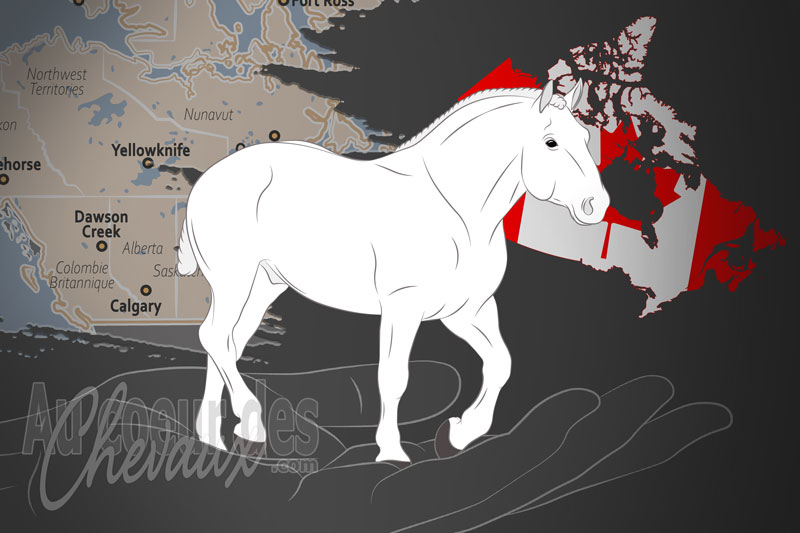découvrez le cheval percheron, une race de trait française célèbre pour sa force, sa robustesse et sa douceur. idéal pour l’attelage et l’agriculture, le percheron séduit par son élégance et son histoire.