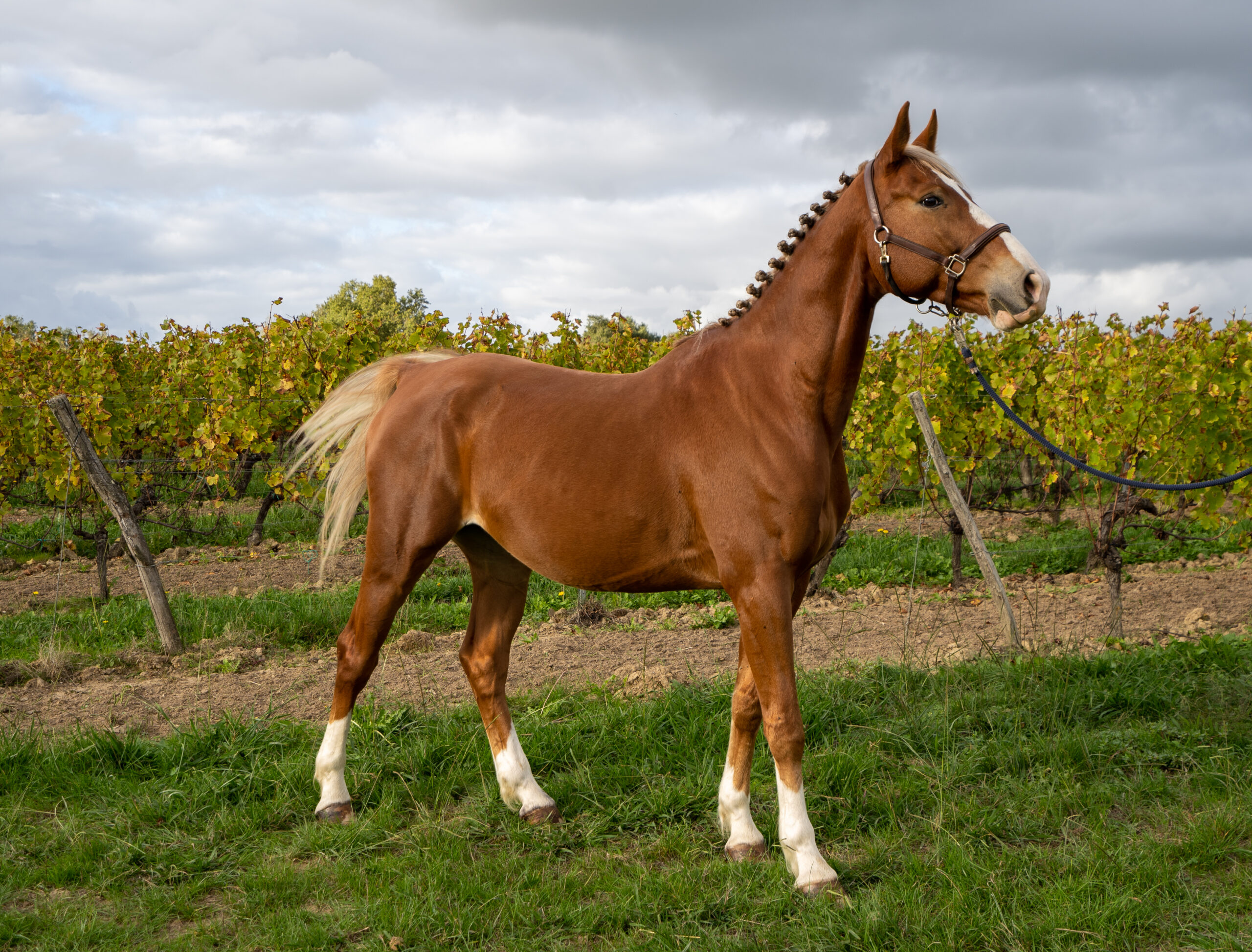 découvrez nos conseils pour bien choisir un cheval à vendre : critères essentiels, astuces pour l'achat, et points à vérifier pour trouver le compagnon idéal.