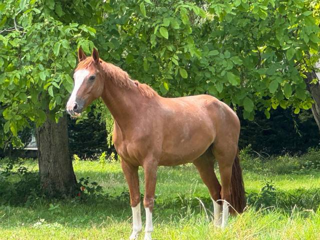 découvrez nos conseils pour bien choisir un cheval à vendre : critères essentiels, points à vérifier et astuces pour trouver le compagnon idéal, adapté à votre niveau et à vos objectifs équestres.