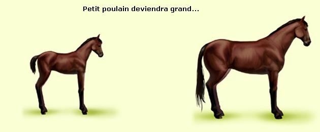découvrez sur equideow nos astuces exclusives et les dernières nouveautés du jeu équestre en ligne : conseils pour progresser, actualités et stratégies pour élever vos chevaux et gérer votre élevage avec succès.