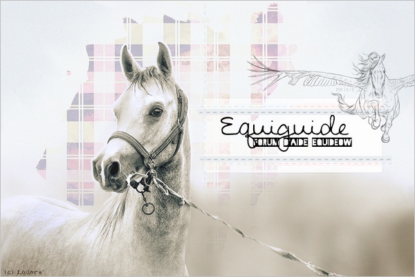 découvrez toutes les astuces et dernières nouveautés sur equideow pour améliorer votre élevage de chevaux et progresser plus rapidement dans le jeu !