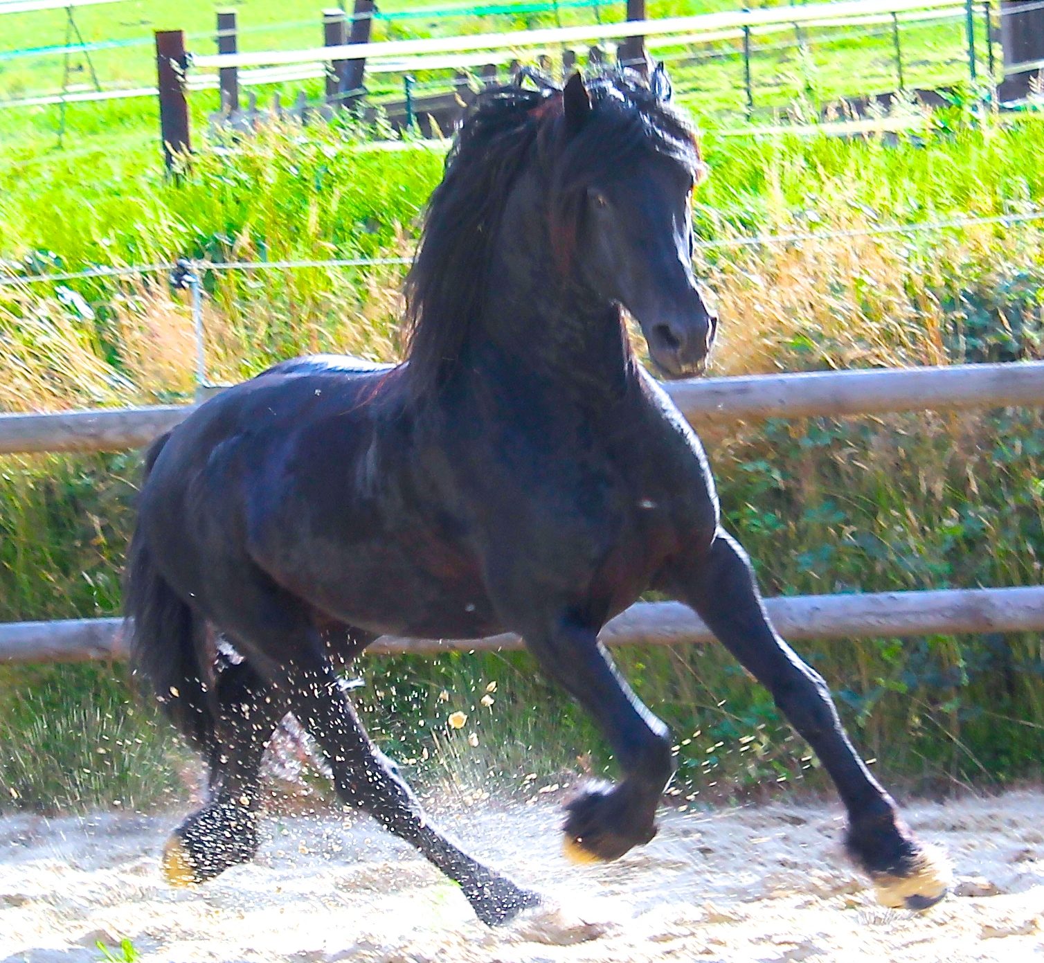 découvrez l’essentiel sur le cheval frison : ses origines historiques, ses caractéristiques distinctives et nos conseils pour un élevage réussi. idéal pour les passionnés d'équitation !