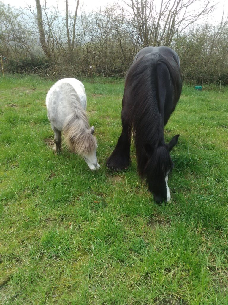 découvrez nos conseils pratiques pour bien s’occuper d’un poney et faites connaissance avec les principales races de poneys adaptées à tous les cavaliers.