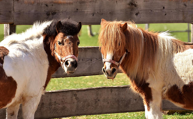 découvrez nos conseils pratiques pour bien s'occuper des poneys et explorez les différentes races adaptées à tous les cavaliers, débutants ou confirmés.