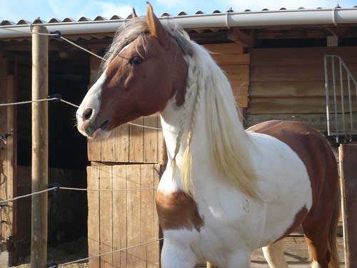 découvrez comment bien choisir la pension idéale pour votre cheval grâce à nos conseils pratiques et critères essentiels pour garantir son bien-être et sa sécurité.