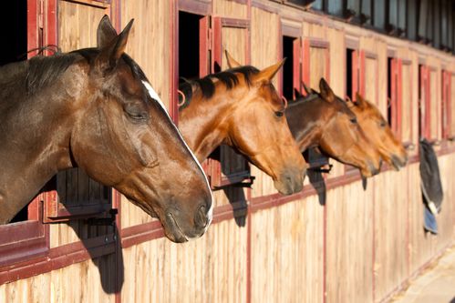 découvrez comment bien choisir la pension idéale pour votre cheval, en tenant compte de ses besoins, de l'environnement et des services proposés pour assurer son bien-être.