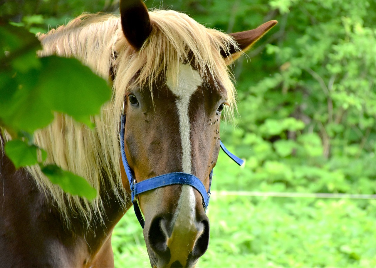 découvrez l'histoire et les origines du cheval breton, ainsi que ses nombreux usages traditionnels et modernes en agriculture et en équitation.