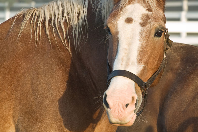découvrez l'histoire et les utilisations du cheval breton, une race emblématique de bretagne, réputée pour sa force et sa polyvalence.