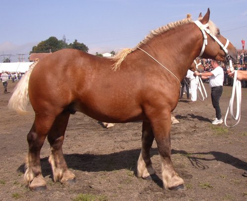 découvrez l'histoire, les caractéristiques et les usages du cheval comtois, une race rustique et polyvalente appréciée en france.