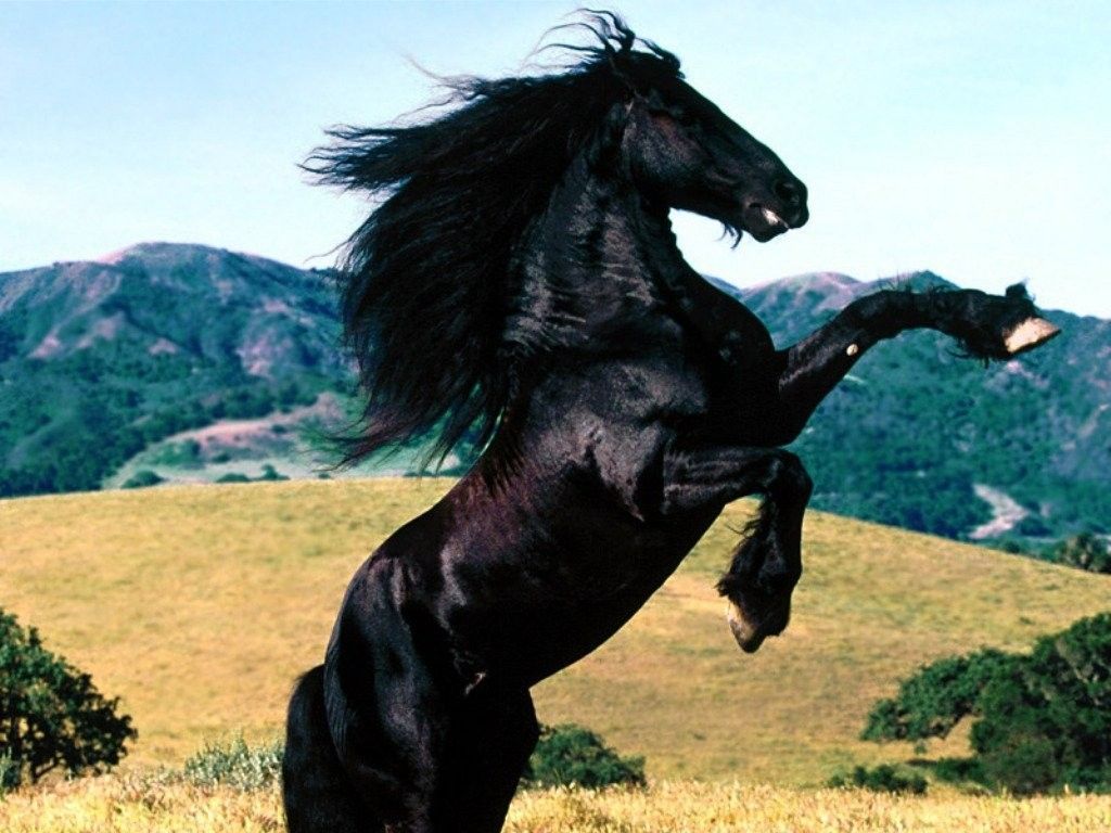 découvrez le cheval frison, une race élégante reconnue pour sa beauté, sa crinière abondante et son tempérament doux. explorez son histoire, ses caractéristiques et ses utilisations dans l’équitation et les spectacles.