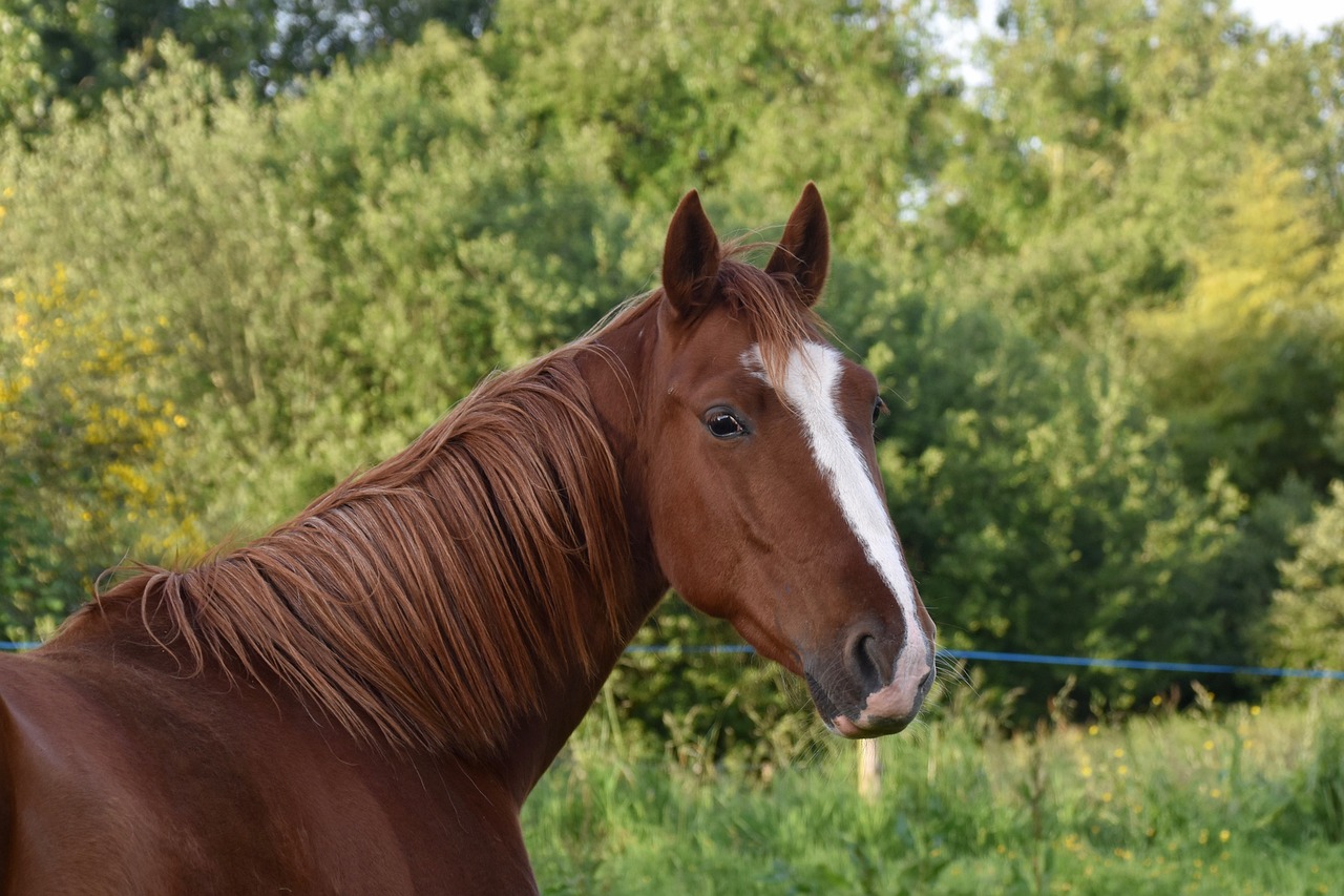 découvrez l'origine du cheval isabelle, ses caractéristiques uniques et des conseils essentiels pour son entretien et son élevage.