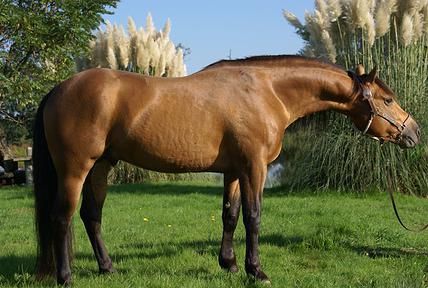 découvrez l'origine du cheval isabelle et nos conseils experts pour bien l'apprivoiser et en prendre soin au quotidien.