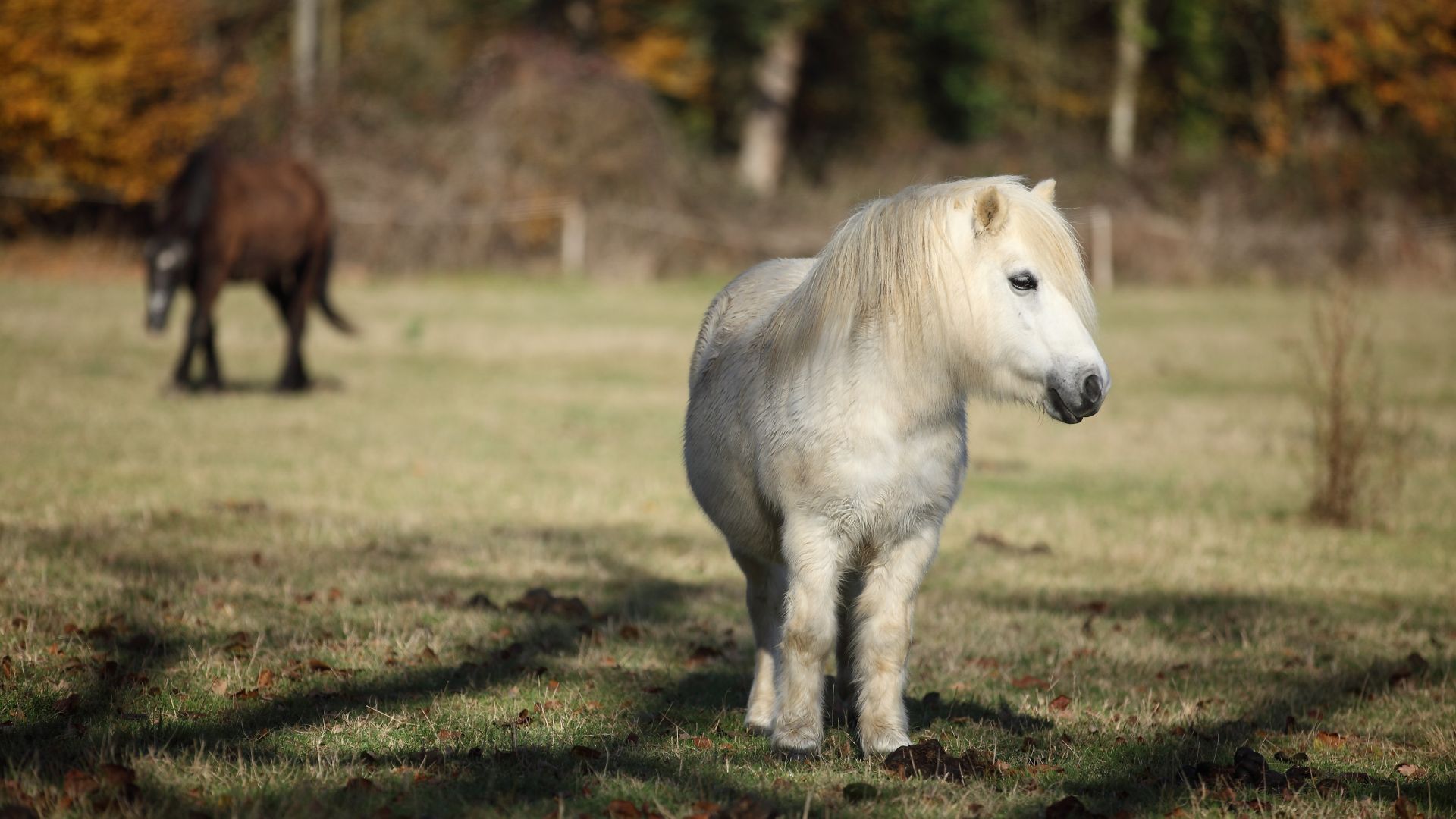 découvrez les caractéristiques principales du cheval miniature et apprenez comment en prendre soin au quotidien pour assurer son bien-être et sa santé.