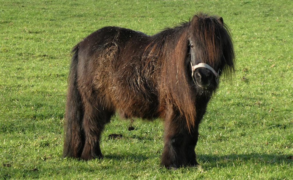 découvrez les caractéristiques uniques du cheval miniature et apprenez comment en prendre soin au quotidien pour assurer son bien-être et sa santé.