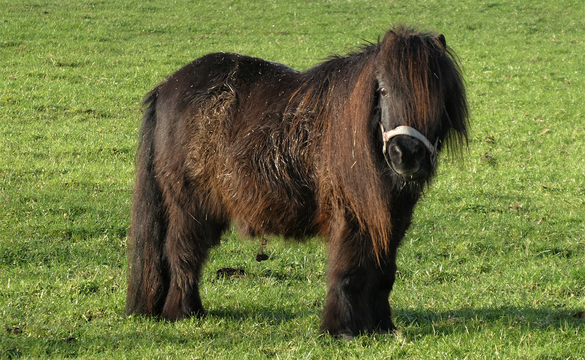 découvrez les caractéristiques uniques du cheval miniature et apprenez comment en prendre soin au quotidien pour assurer son bien-être et sa santé.