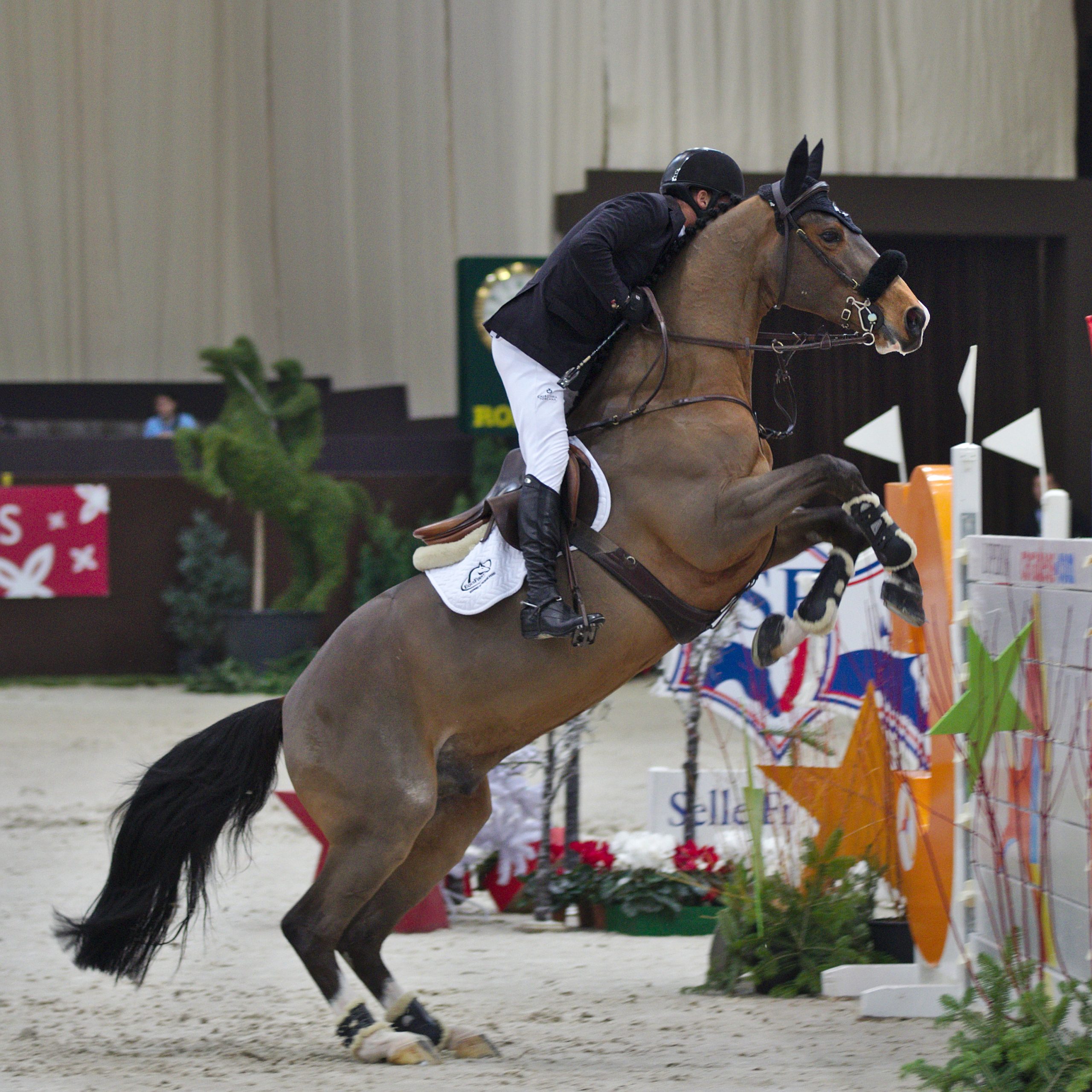 découvrez les origines du cheval selle français et son utilité dans les disciplines équestres, un compagnon polyvalent apprécié des cavaliers.