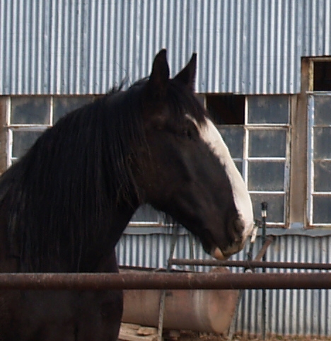 découvrez l'histoire fascinante et les caractéristiques uniques du cheval shire, la race de chevaux de trait la plus puissante et majestueuse.