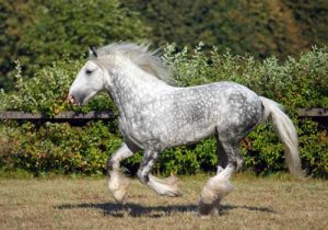 découvrez l'histoire fascinante et les caractéristiques essentielles du cheval shire, une race majestueuse reconnue pour sa force et sa gentillesse.