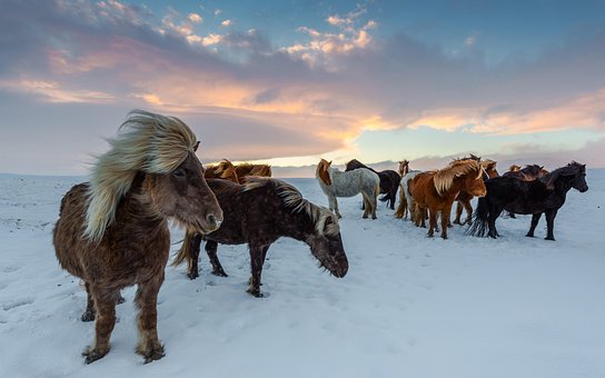 découvrez comment choisir la meilleure assurance pour votre cheval et protéger efficacement votre compagnon équin contre les risques.