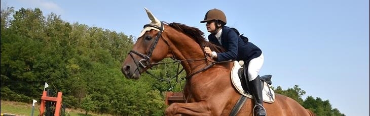 découvrez comment choisir la meilleure assurance pour votre cheval afin de garantir sa santé et votre tranquillité d'esprit.