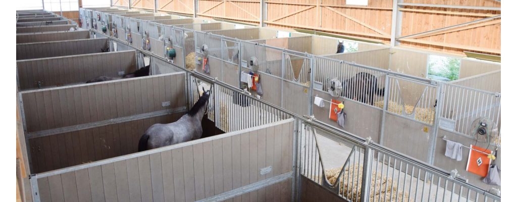 découvrez comment choisir la box idéale pour votre cheval en tenant compte de ses besoins, de son confort et de sa sécurité.