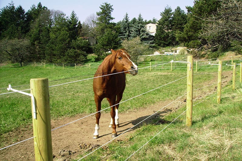 découvrez comment choisir horse stop pour sécuriser efficacement votre enclos et protéger vos chevaux avec une solution fiable et pratique.