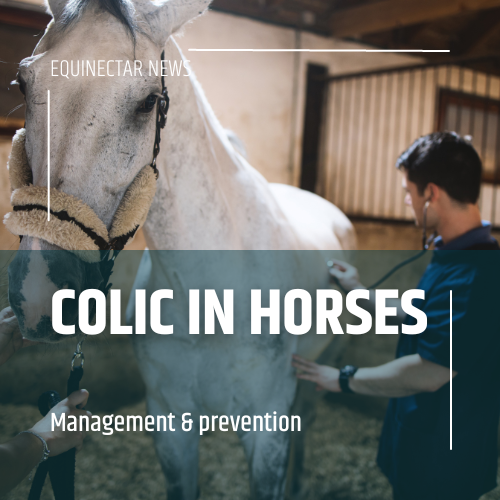 découvrez les symptômes de la colique chez le cheval, apprenez les méthodes de prévention efficaces et les actions rapides à adopter pour garantir la santé de votre équidé.