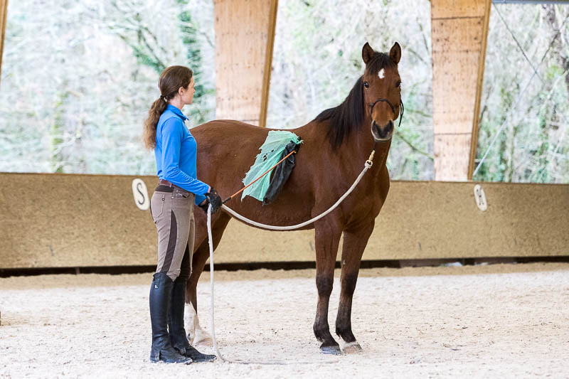 découvrez les étapes clés et les conseils essentiels pour le débourrage de votre cheval, afin d'assurer une éducation progressive et respectueuse.