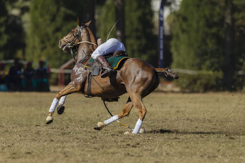 découvrez le horse ball, un sport équestre alliant adresse et stratégie. apprenez ses règles essentielles et bénéficiez d'une initiation complète pour débutants.