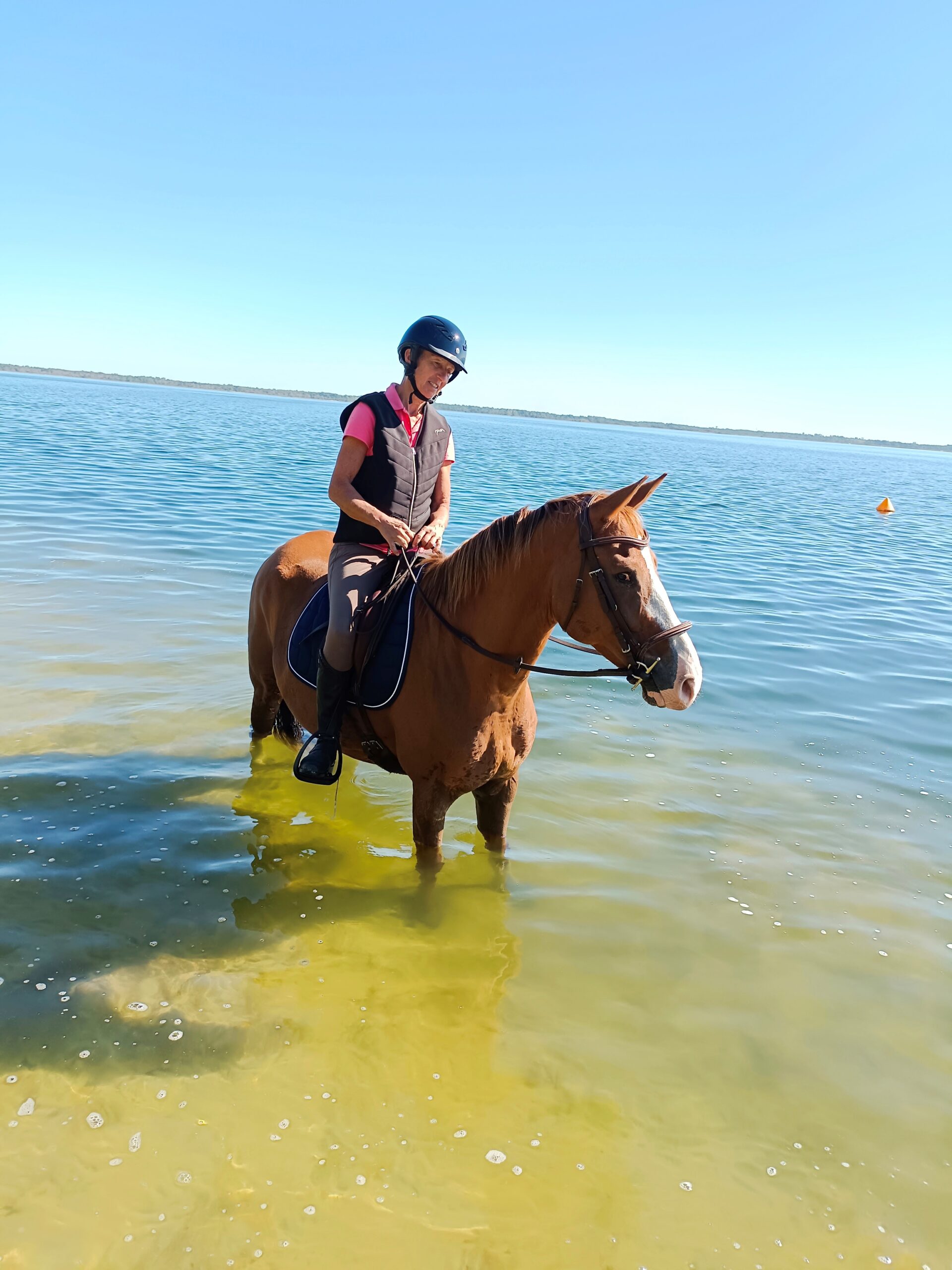 découvrez nos offres de demi-pension pour cheval, idéales pour partager des moments privilégiés avec un cheval sans les contraintes de la pleine propriété.