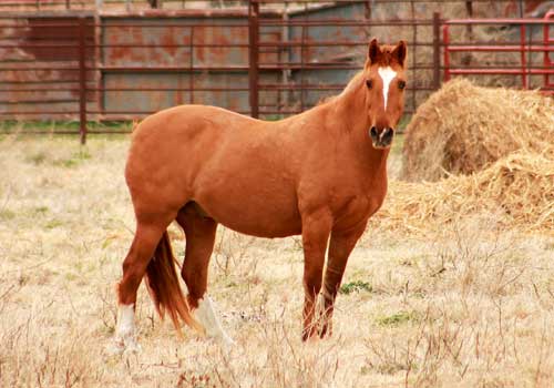 découvrez comment l'espérance de vie des chevaux a augmenté grâce aux progrès en soins vétérinaires et à une meilleure alimentation.