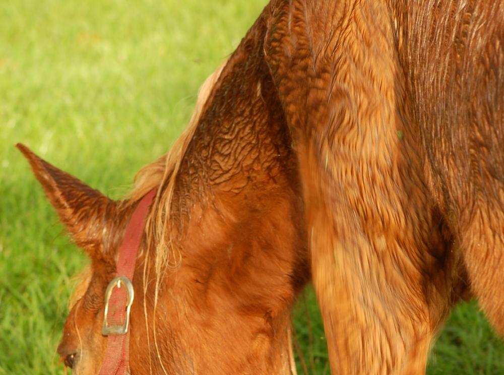 découvrez comment l'espérance de vie des chevaux a augmenté grâce à de meilleures pratiques de soins et une alimentation adaptée.