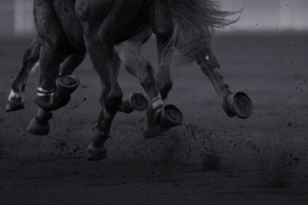 découvrez le parcours impressionnant de guillaume martin, jockey passionné, et ses plus grands succès sur les hippodromes français et internationaux.