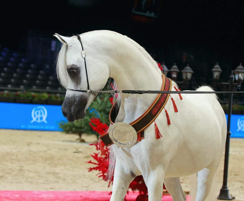 découvrez le plus beau cheval, un magnifique animal alliant élégance et puissance, idéal pour les passionnés d'équitation et les amoureux de la nature.