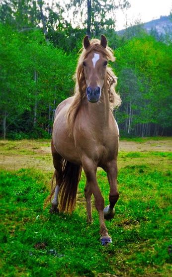 découvrez le plus beau cheval, une merveille de beauté et de grâce équestre qui émerveille tous les amateurs de nature et d'équitation.