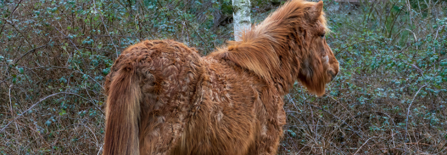 découvrez comment diagnostiquer et traiter la maladie de cushing chez le cheval, avec des conseils pratiques pour assurer la santé et le bien-être de votre animal.