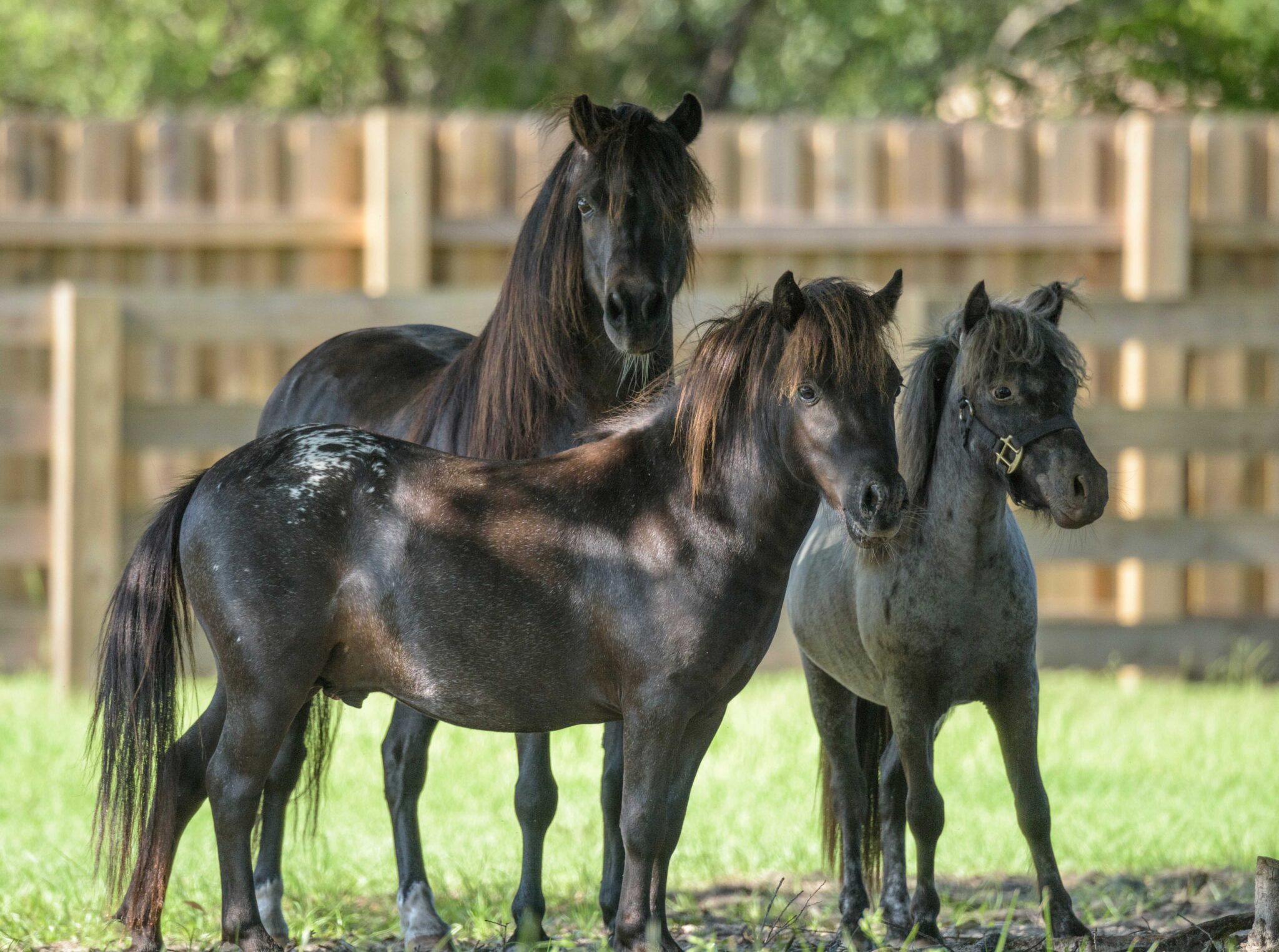 découvrez tout ce qu'il faut savoir sur les mini chevaux dans ce guide complet : soins, alimentation, dressage et conseils pratiques pour bien s'occuper de ces petits équidés.