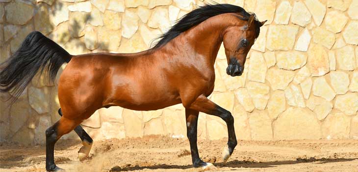 découvrez le paint horse, une race de cheval reconnue pour son pelage unique aux taches distinctives et sa polyvalence exceptionnelle.