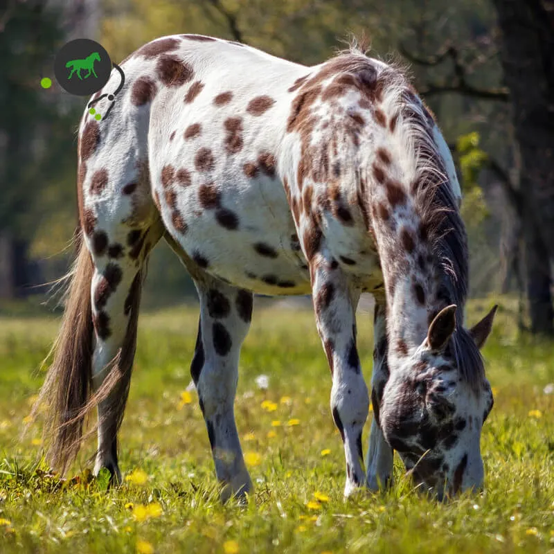découvrez le paint horse, une race de cheval remarquable par son pelage unique et coloré, alliant élégance et caractère.