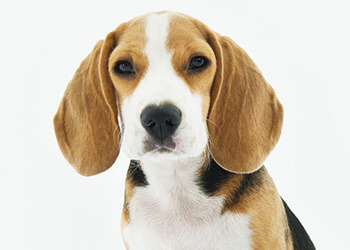 découvrez comment utiliser phosphaluvet chez le chien, ses indications, le mode d'administration et la posologie adaptée pour soulager les troubles digestifs de votre animal en toute sécurité.