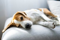 découvrez l’usage et la posologie de phosphaluvet pour chien : indications, conseils d’administration, précautions et informations essentielles pour le bien-être de votre animal.