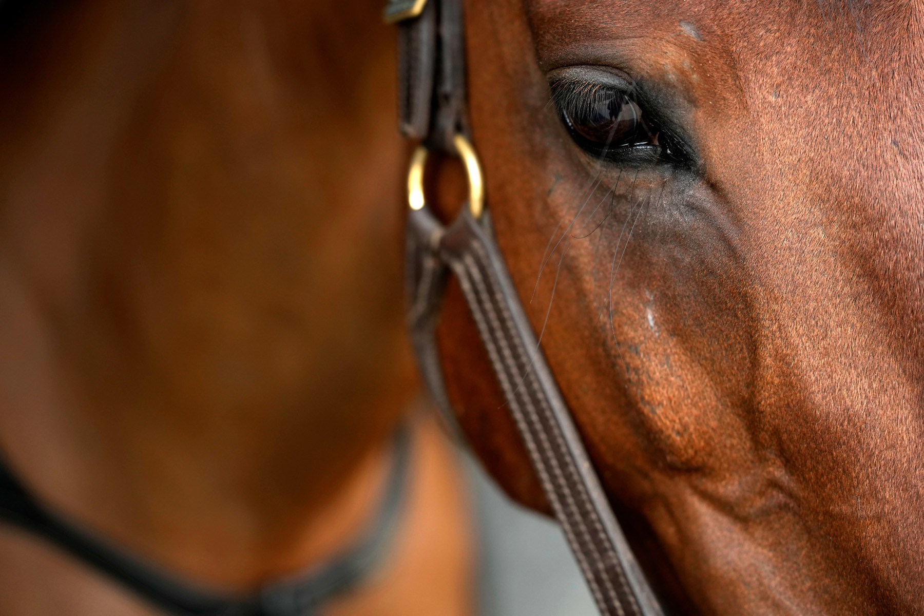 découvrez les astuces et techniques essentielles pour réussir la photographie de chevaux et capturer toute leur beauté et élégance.