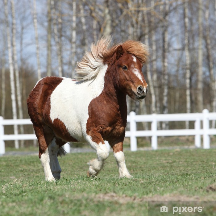 découvrez tout sur le poney shetland : son origine, son caractère, ses besoins et des conseils pour bien s’en occuper. idéal pour les enfants et les amoureux des poneys !