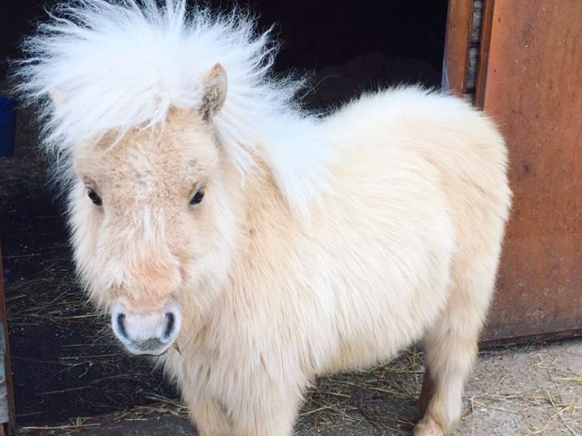 découvrez tout sur le poney shetland : ses origines, son caractère, ses besoins, et des conseils pour bien s'en occuper. idéal pour les enfants et l'apprentissage de l'équitation.