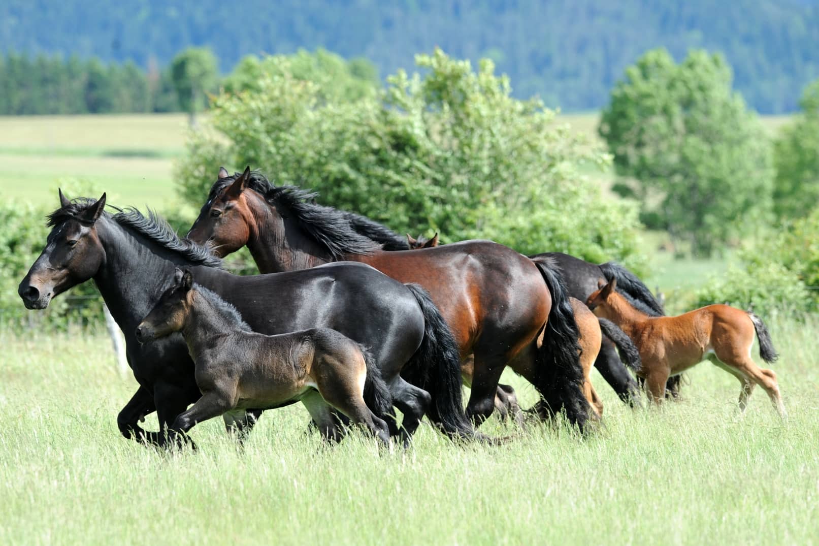 découvrez les races de chevaux populaires en france, leurs caractéristiques, origines et usages pour mieux connaître ces précieux compagnons équins.