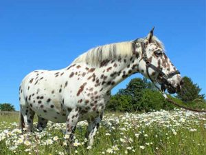 découvrez les races de chevaux populaires en france, leurs caractéristiques, et ce qui les rend uniques pour les amoureux de l'équitation et de la nature.